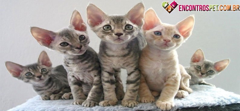 Devon-Rex-02