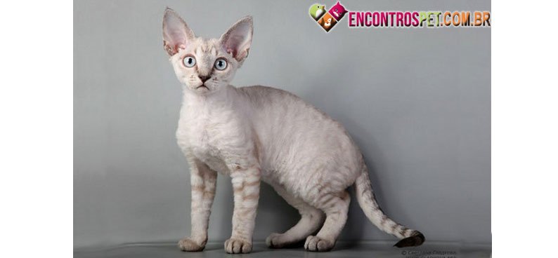 Devon-Rex-03