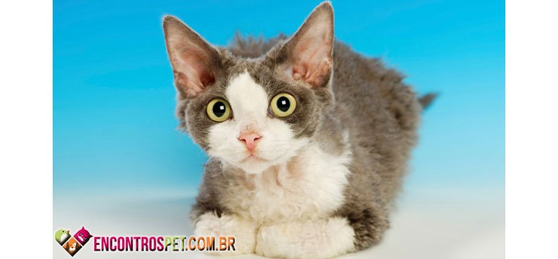 Devon-Rex-05