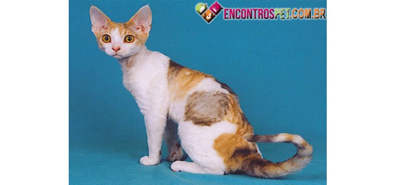 Devon-Rex-06