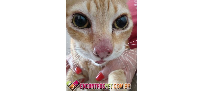 Esporotricose-Gato-01