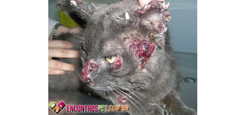 Esporotricose-Gato-02