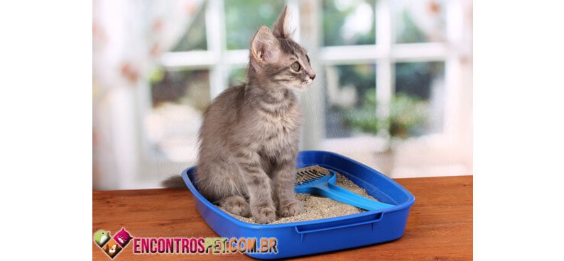Gato-Diarreia-01