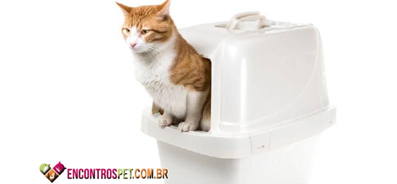 Gato-Diarreia-02