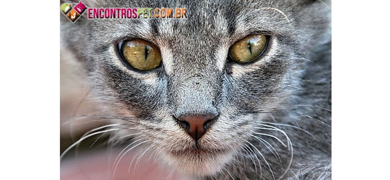 Gato-Nariz