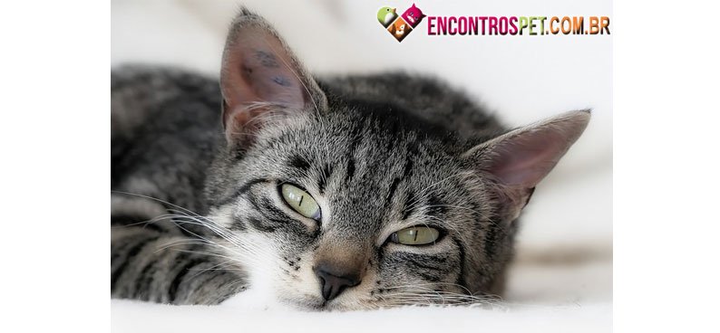 Gato-barriga-01