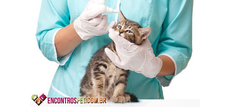 Gato-febre-01