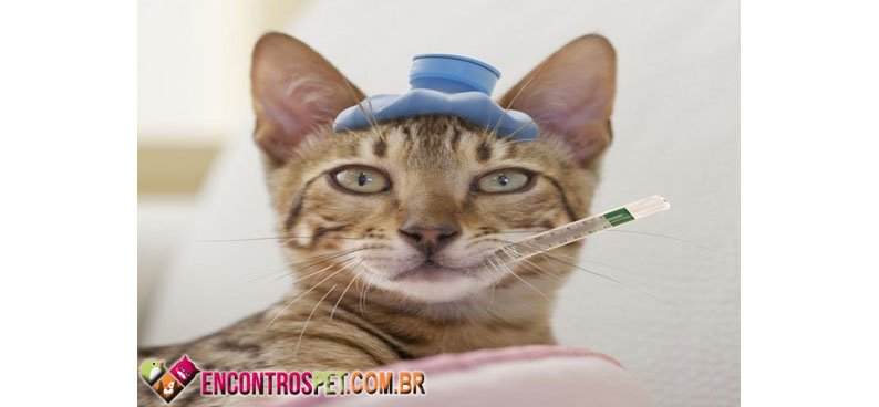 Gato-febre-02