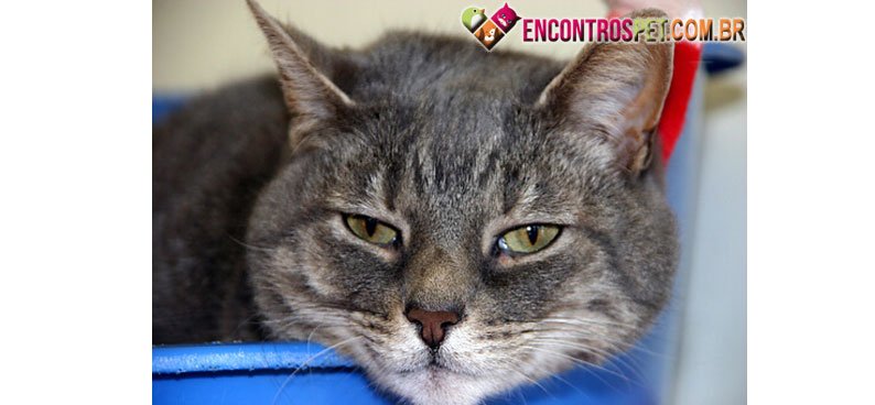 Gato-tosse-01