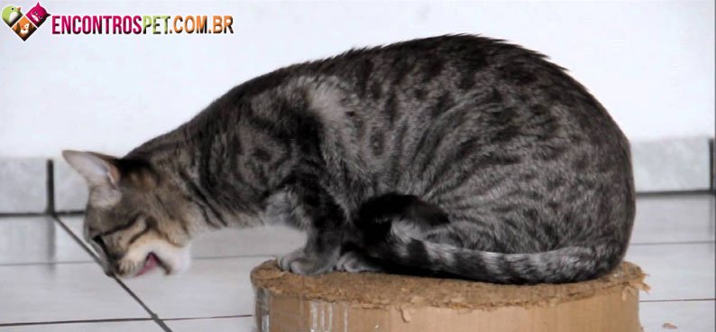 Gato-tosse