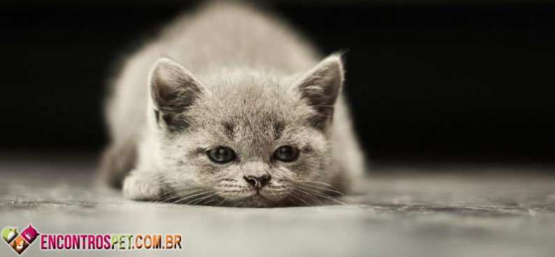 Gato-verme-02