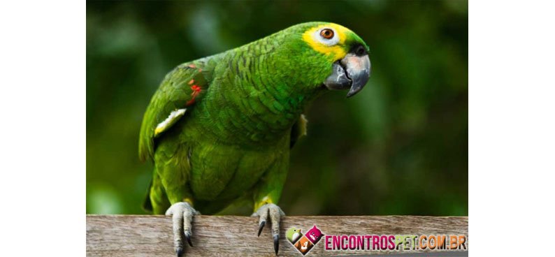 Papagaio-03