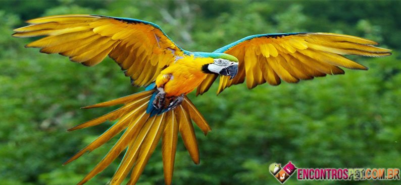 Papagaio-04