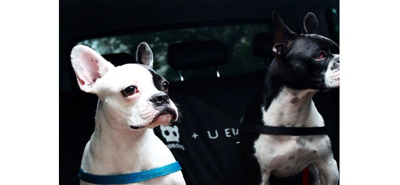 Uber-pet-01