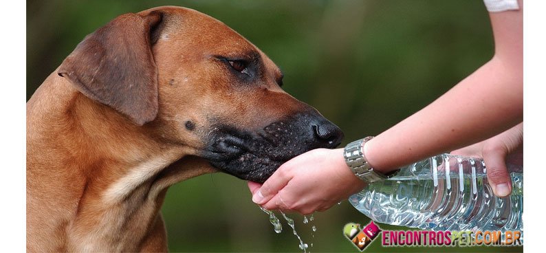 Cachorro-Agua-01