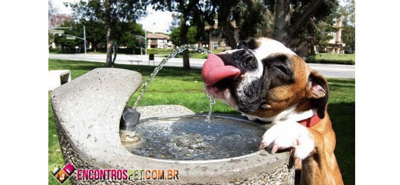 Cachorro-Agua