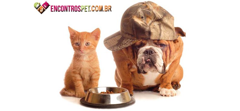 Cachorro-Racao-Gato-02