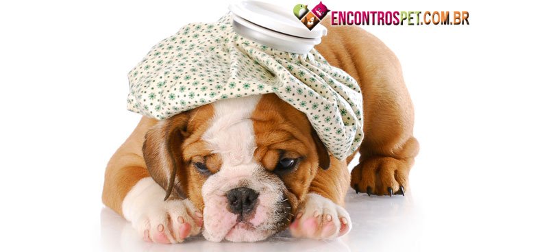 Cachorro-Veneno-01