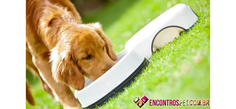 Cachorro-comer-01