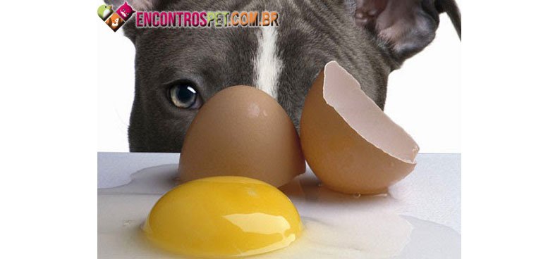 Cachorro-comer-02