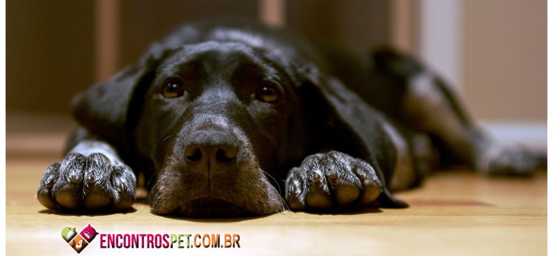 Cachorro-deitado-02