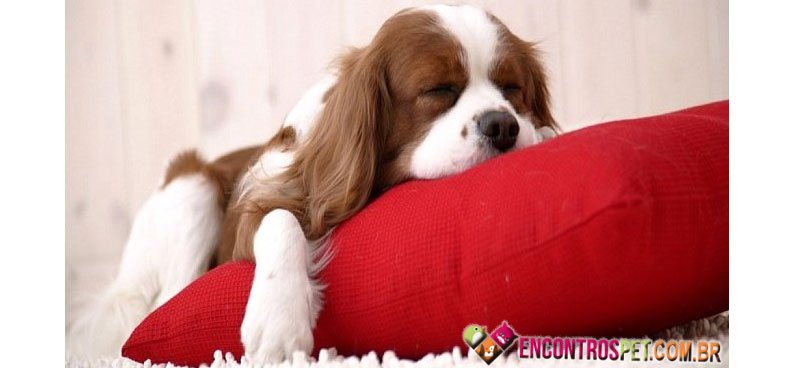 Cachorro-dorme-01