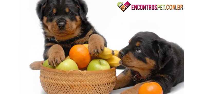 Cachorro-maca