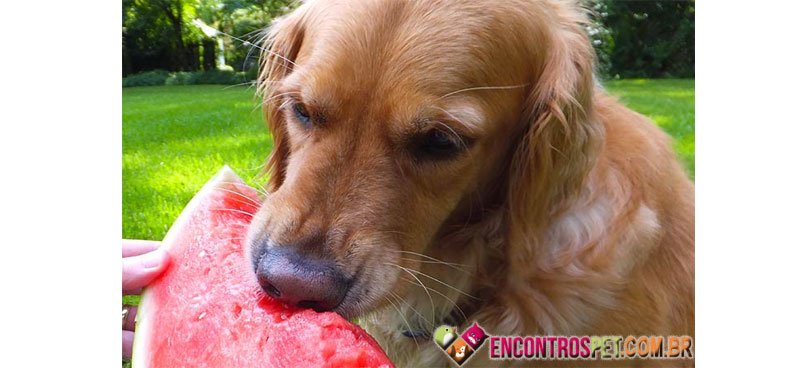 Cachorro-melancia-01