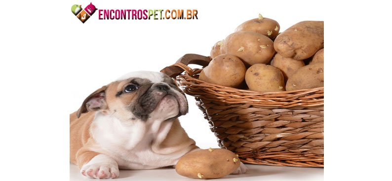 Cachorro-tomate-01