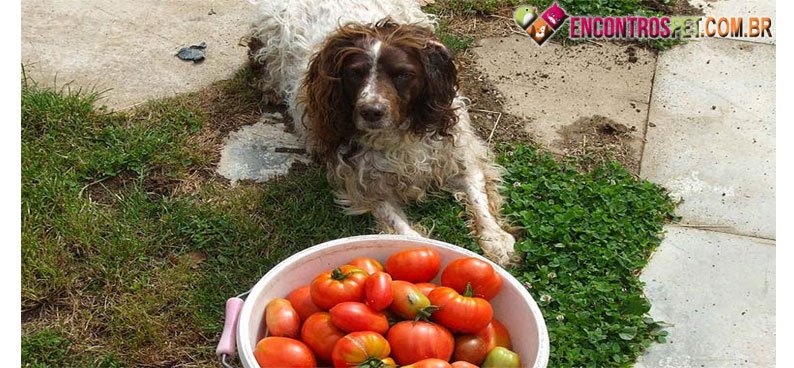 Cachorro-tomate-02