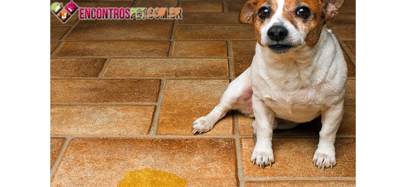 Cachorro-urina-02