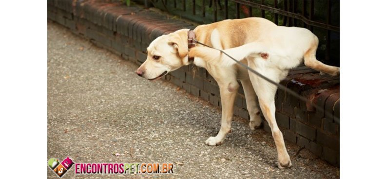 Cachorro-urina