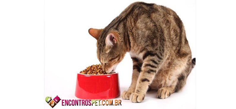 Gato-Cachorro
