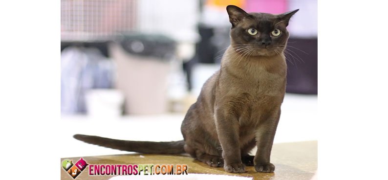 Gatos-apartamento-03