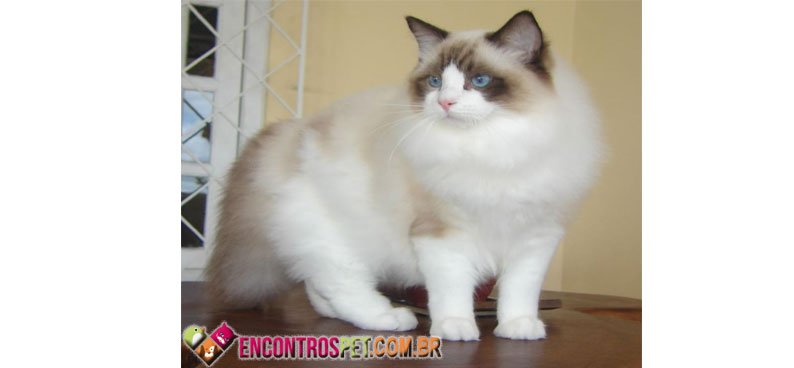 Gatos-apartamento-04