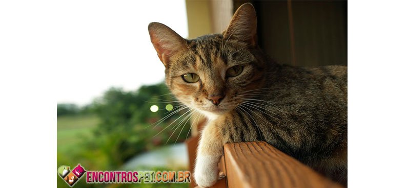 Micose-gatos