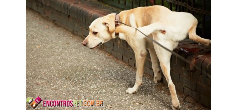 Urina-cachorro-01