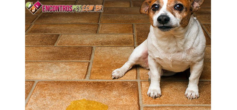 Urina-cachorro
