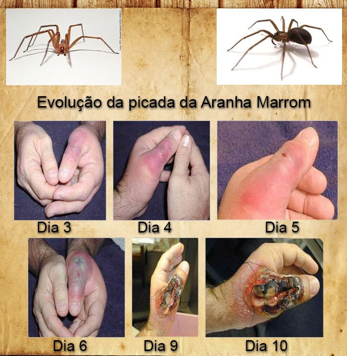 aranha-marrom-01