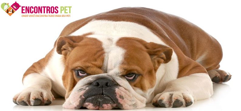 cachorro-ciumes-02