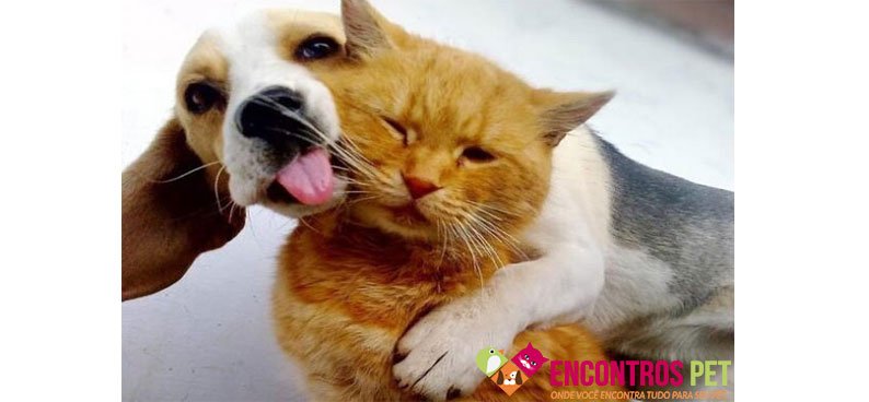 cachorro-gato-saudades-02