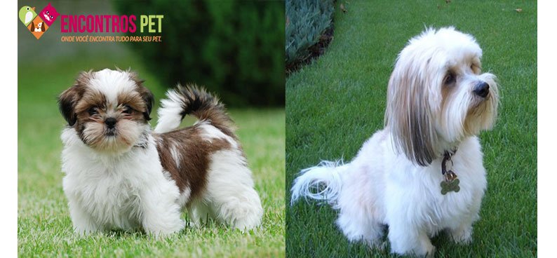 cachorro-pequeno-01