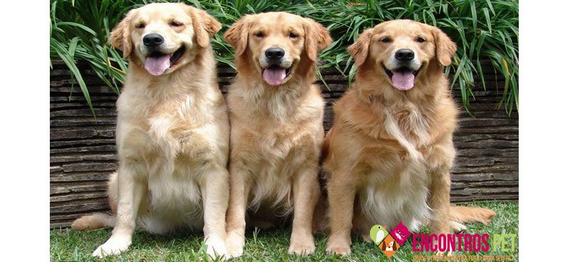 cachorro-pequeno-02