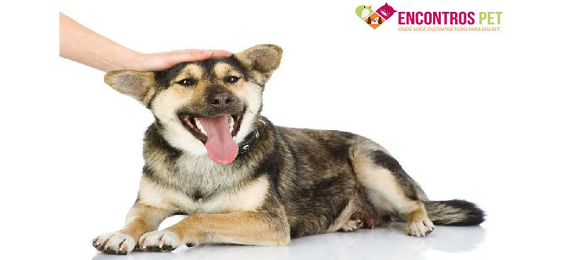 cachorro-adestramento-02