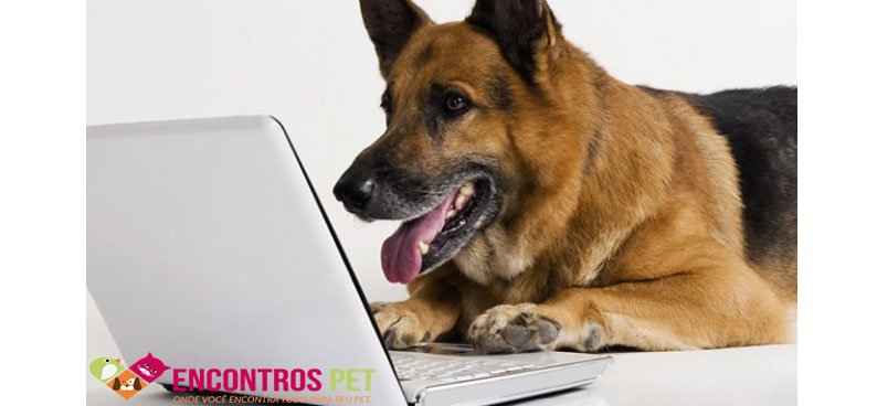comprar-cachorro-01
