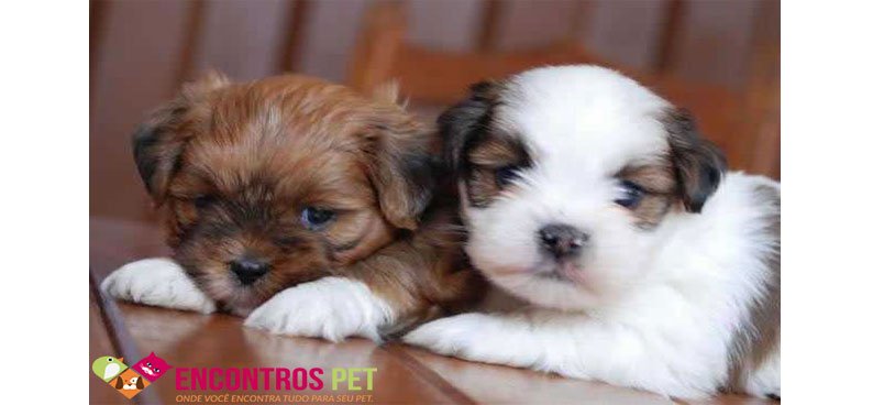 comprar-cachorro-02