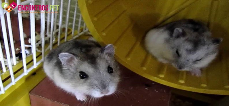 hamster-anao-russo-02