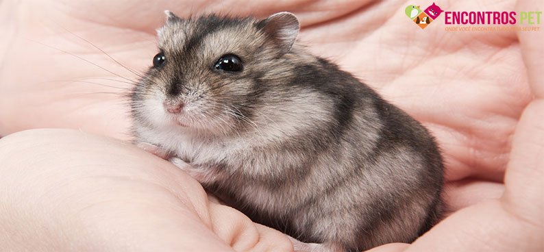 hamster-anao-russo
