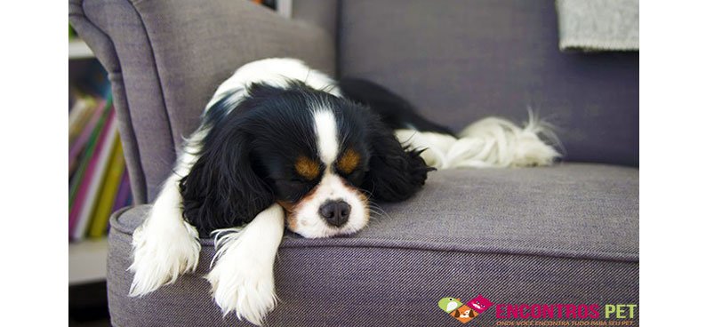 repelente-cachorro-01
