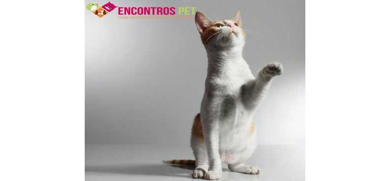 repelente-gatos-01